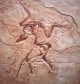 Fossil Bird.